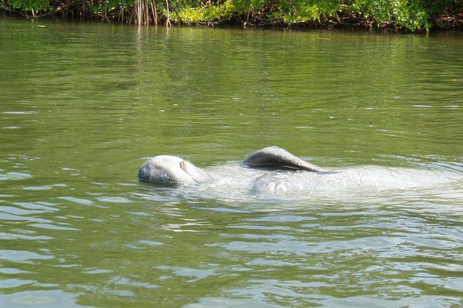 Lovers Key Guided Eco Tour-Mangrove Estuary - Is the $67 Price Fair?