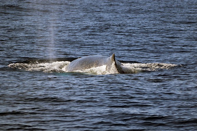 Luxury Snorkel Cruise, Local Buffet with Whale & Dolphin Watch - A Hawaiian buffet that is better than basic boat food