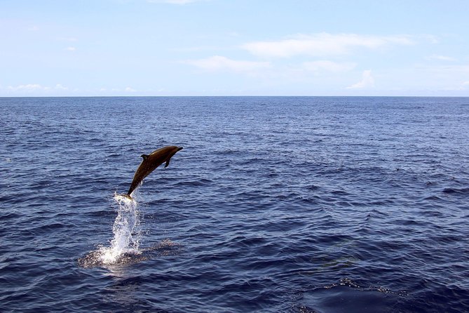 Luxury Snorkel Cruise, Local Buffet with Whale & Dolphin Watch - Who will enjoy this cruise most