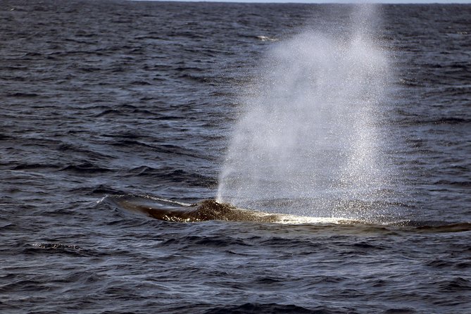 Luxury Snorkel Cruise, Local Buffet with Whale & Dolphin Watch - Warm showers, changing rooms, and a photographer