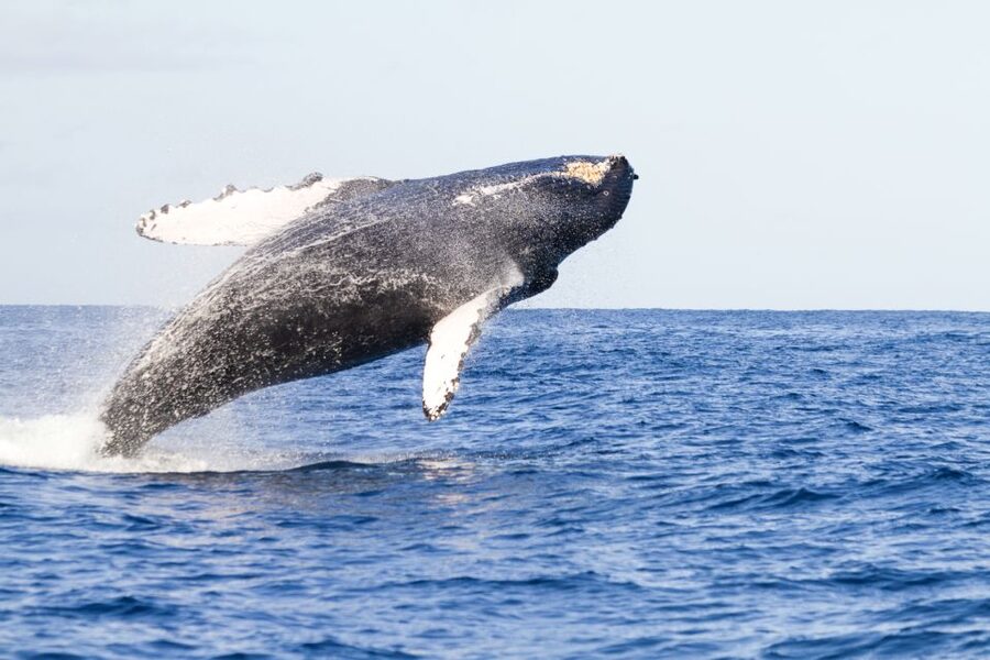 Ma'alaea Harbor: Whale Watching Tour Aboard Power Catamaran - Key points to know before you go