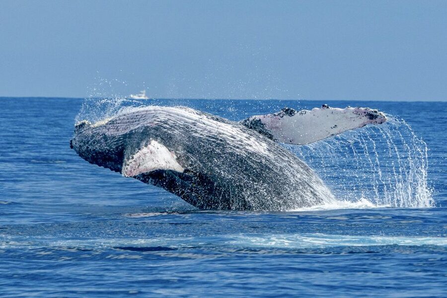 Ma'alaea Harbor: Whale Watching Tour Aboard Power Catamaran - Two decks, shaded seating, and a steadier viewing routine