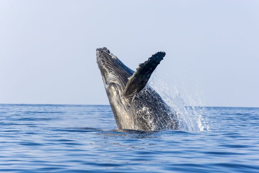 Ma'alaea Harbor: Whale Watching Tour Aboard Power Catamaran - Following blows, flukes, and sudden breaches