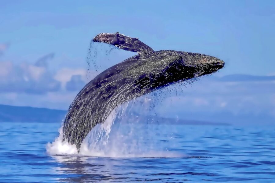 Ma'alaea Harbor: Whale Watching Tour Aboard Power Catamaran - Hearing whale songs through the hydrophone
