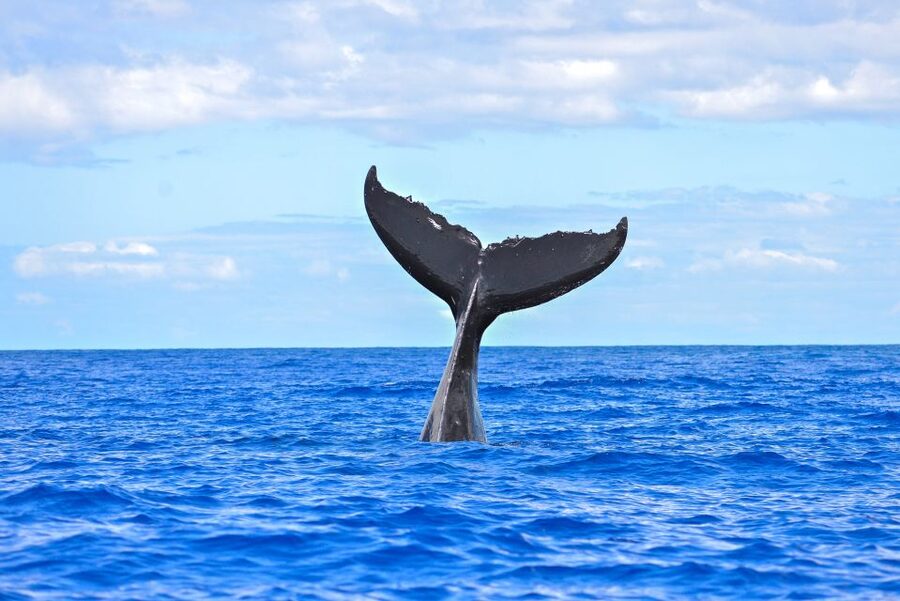 Ma'alaea Harbor: Whale Watching Tour Aboard Power Catamaran - What the two-hour itinerary feels like