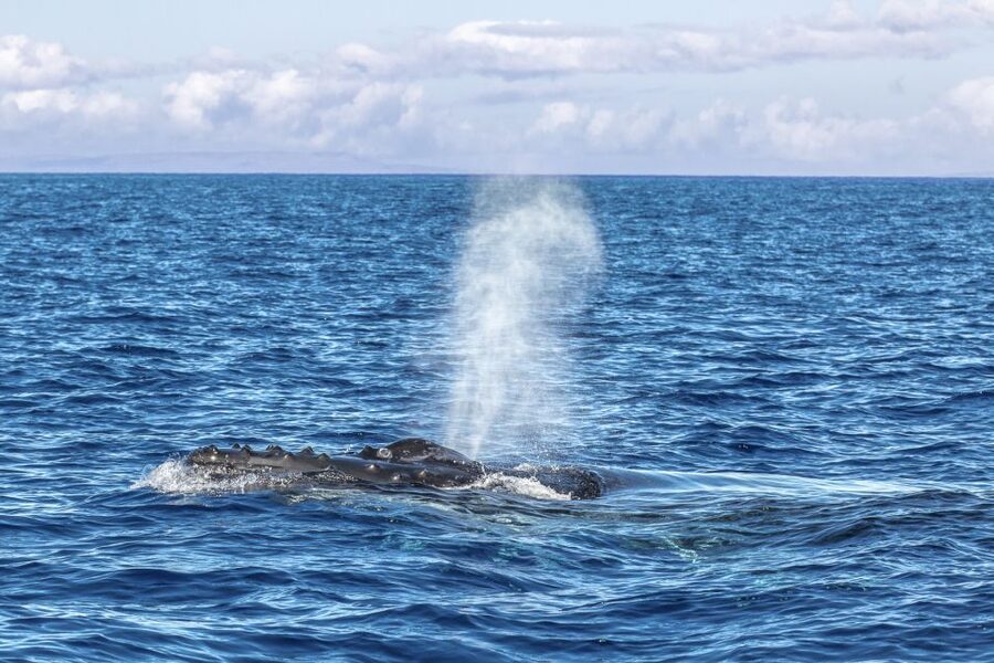 Ma'alaea Harbor: Whale Watching Tour Aboard Power Catamaran - Choosing your seat and packing smart
