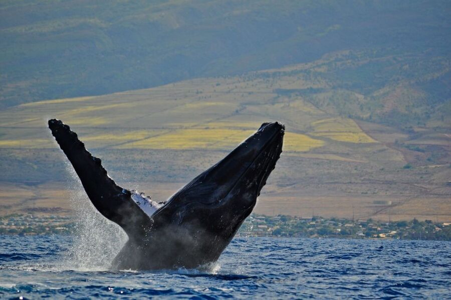 Ma'alaea Harbor: Whale Watching Tour Aboard Power Catamaran - Who will enjoy this cruise most