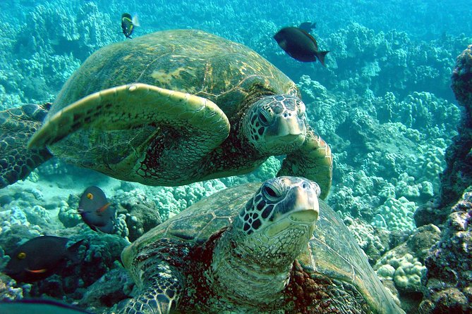 Makena Turtle Town Eco Adventure in Maui - Makena Landing Park at 6:45 a.m.