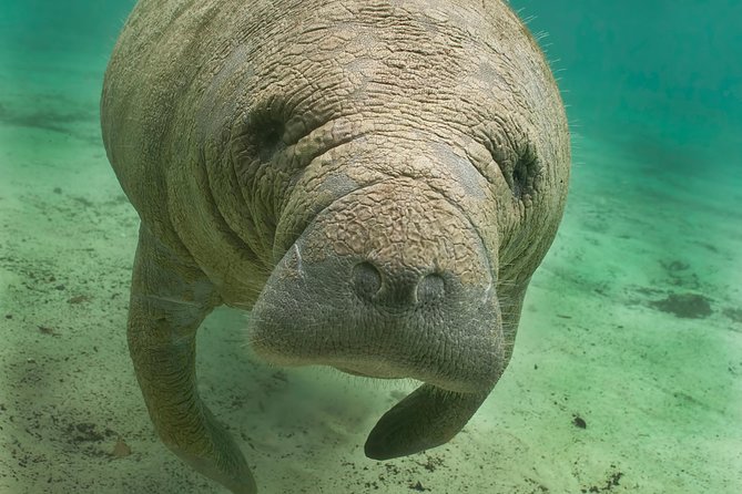 Manatee Sightseeing and Wildlife Boat Tour - Manatees at the boat in Port of the Islands