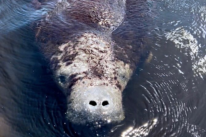 Manatee Sightseeing and Wildlife Boat Tour - A 90-minute route through canals, bays, and mangroves