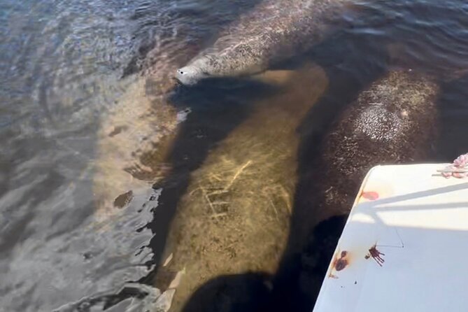 Manatee Sightseeing and Wildlife Boat Tour - Polarized glasses make a real difference