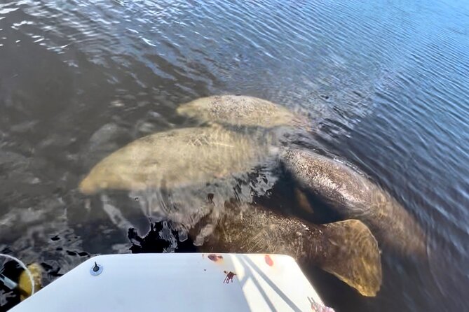 Manatee Sightseeing and Wildlife Boat Tour - The honest tradeoff: natural wildlife in a developed setting