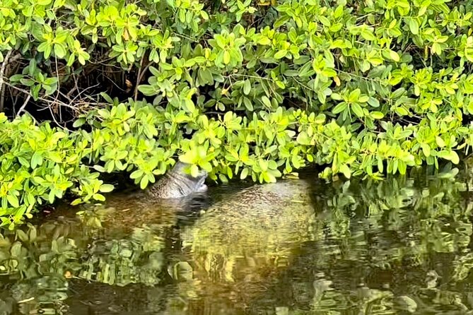 Manatee Sightseeing and Wildlife Boat Tour - Who will enjoy this Naples boat trip most?