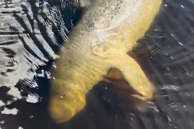 Manatee Sightseeing and Wildlife Boat Tour - Booking and cancellation details to keep in mind