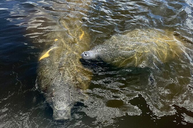 Manatee Sightseeing and Wildlife Boat Tour - Why the covered six-person boat matters
