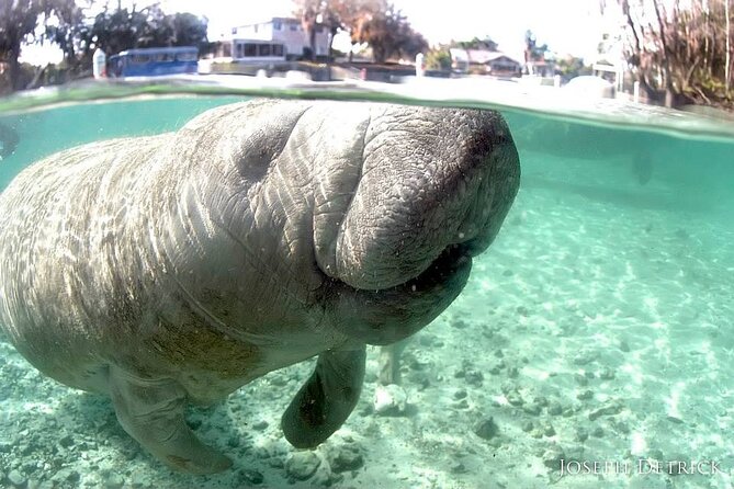 Manatee Snorkel Small Group Tour - Three hours from downtown Crystal River to the springs