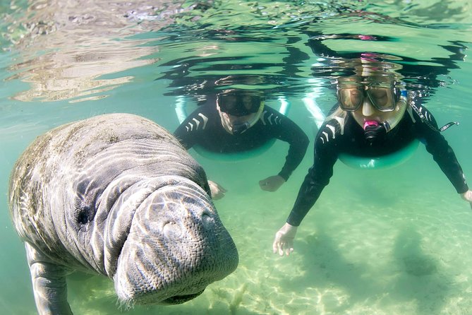 Manatee Snorkel Small Group Tour - Why the in-water guide matters