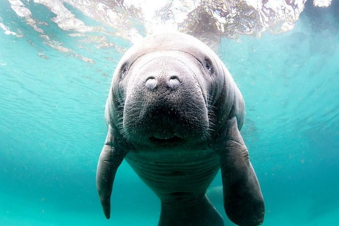 Manatee Snorkel Small Group Tour - A scenic boat ride through the Crystal River National Wildlife Refuge