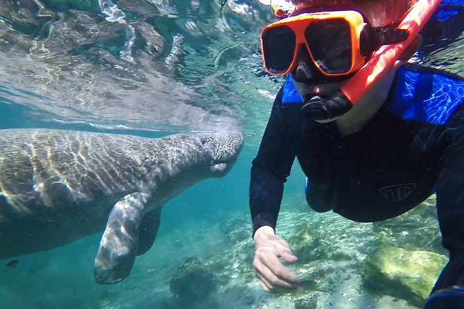 Manatee Swim Tour with In Water Photographer - Key points to know before you book
