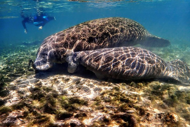 Manatee Swim Tour with In Water Photographer - Why Crystal River is the place for this encounter