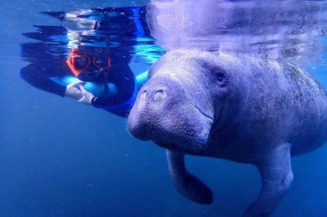 Manatee Swim Tour with In Water Photographer - Choosing the best season and time of day