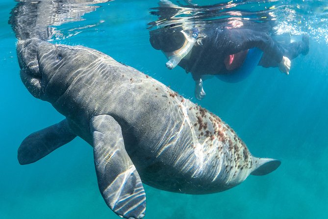 Manatee Swim Tour with In Water Photographer - Group size, comfort, and the value of the outing