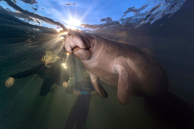 Manatee Swim Tour with In Water Photographer - Starting at Explorida on Citrus Avenue
