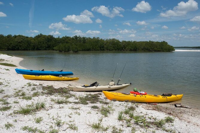 Manatees and Mangrove Tunnels Small Group Kayak Tour - Key points to know before you book