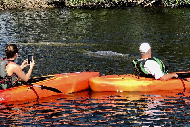 Manatees and Mangrove Tunnels Small Group Kayak Tour - Why this tour offers more than a manatee sighting