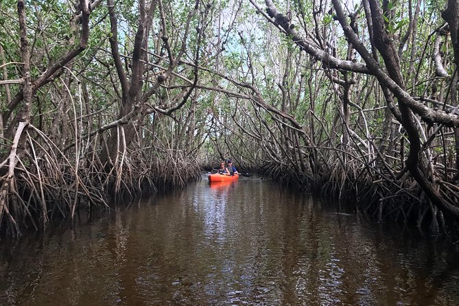Manatees and Mangrove Tunnels Small Group Kayak Tour - The four-mile paddle through mangrove tunnels
