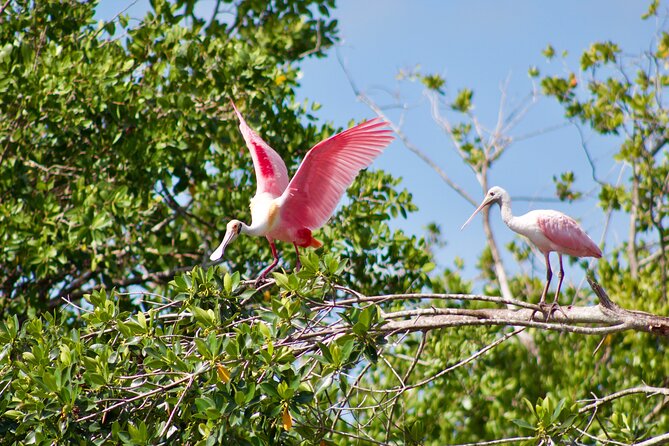 Manatees and Mangrove Tunnels Small Group Kayak Tour - The guides make the difference