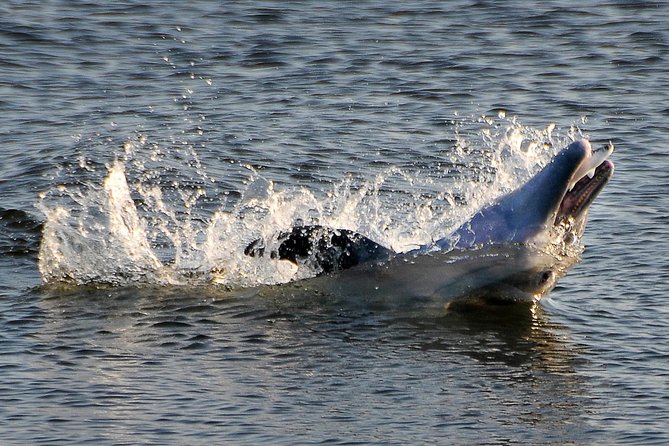 Mangrove Tunnels, Dolphins, Manatee Tour #1 Rated in Cocoa Beach - Key points about the Cocoa Beach paddle