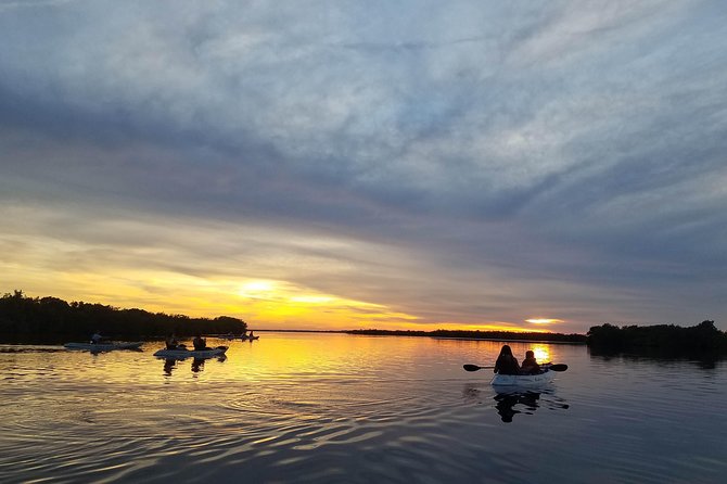 Mangrove Tunnels, Dolphins, Manatee Tour #1 Rated in Cocoa Beach - Why the mangrove tunnels make this trip special