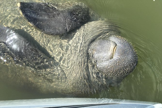 Mangrove Tunnels, Dolphins, Manatee Tour #1 Rated in Cocoa Beach - How strenuous is the paddling?