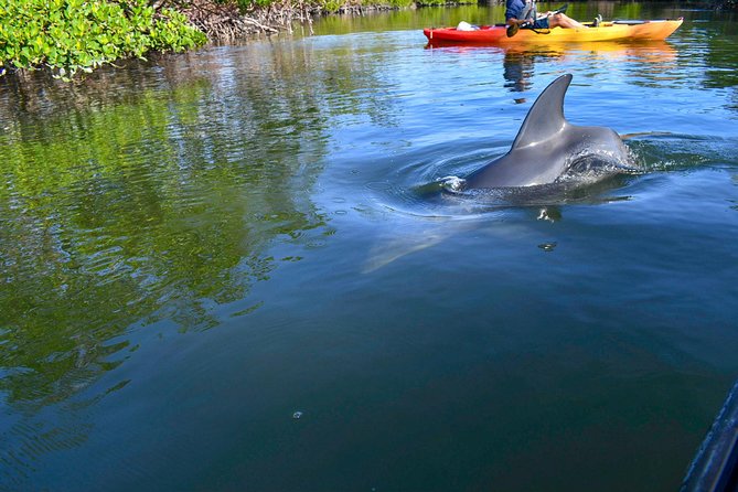 Mangrove Tunnels & Mudflats Kayak Tour - Local Biologist Guides - What the $69.99 price includes