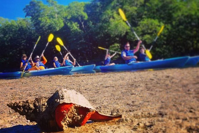 Mangrove Tunnels & Mudflats Kayak Tour - Local Biologist Guides - The Rookery Bay Environmental Learning Center