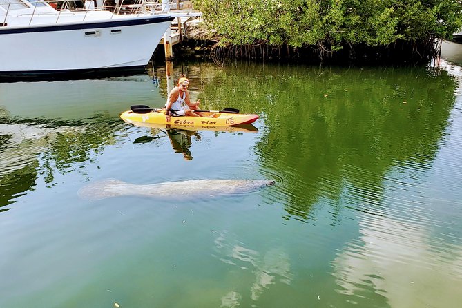Mangroves and Manatees - Guided Kayak Eco Tour - Why Tavernier Creek makes a good kayak setting