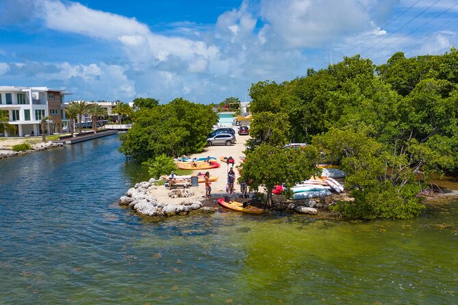 Mangroves and Manatees - Guided Kayak Eco Tour - Wildlife: what you might see
