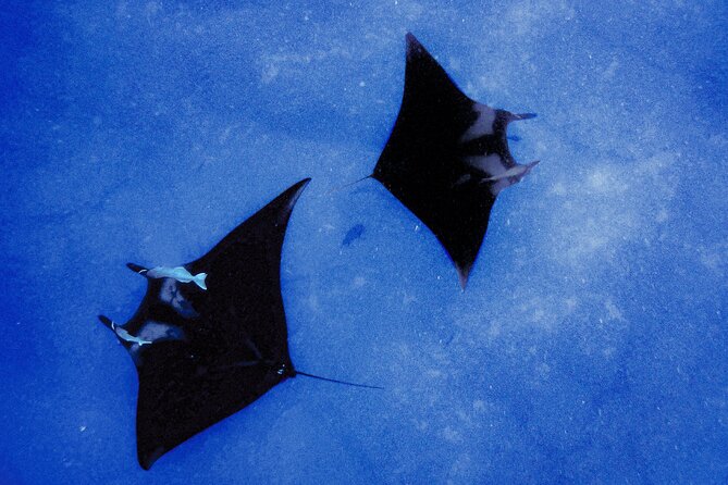 Manta Magic: Small-Group Manta Ray Night Snorkel in Kailua Kona - From Keauhou Harbor to the glowing board