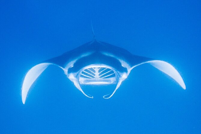 Manta Magic: Small-Group Manta Ray Night Snorkel in Kailua Kona - The 30-minute manta performance