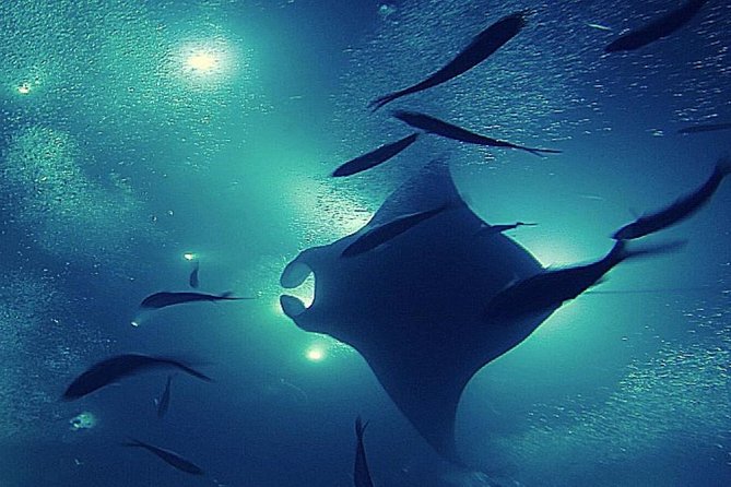 Manta Magic: Small-Group Manta Ray Night Snorkel in Kailua Kona - What the $145 price buys you