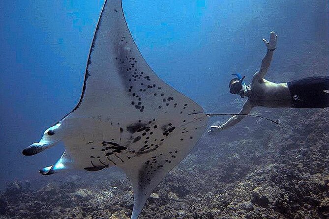 Manta Magic: Small-Group Manta Ray Night Snorkel in Kailua Kona - Practical ways to improve your evening