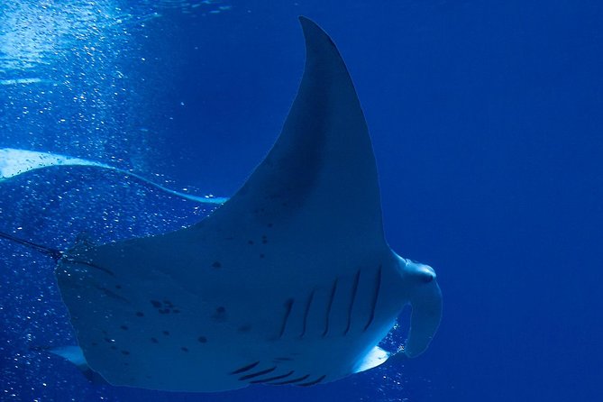 Manta Ray Night Snorkel at Kona, Big Island - What makes the Kona manta ray snorkel special