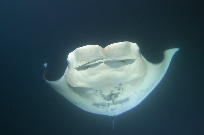 Manta Ray Night Snorkel at Kona, Big Island - Seasickness, rough water, and other real drawbacks