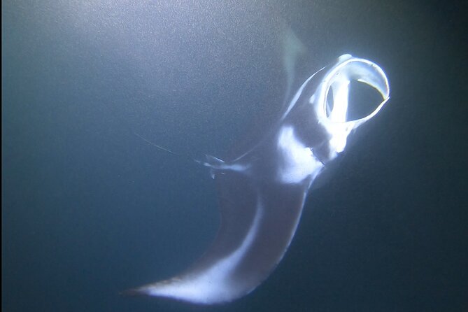 Manta Ray Night Snorkel at Kona, Big Island - Check-in at Dolphin Discoveries, then on to the boat