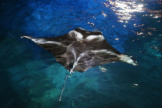 Manta Ray Night Snorkel Experience of a Lifetime - Leaving Honokohau Harbor