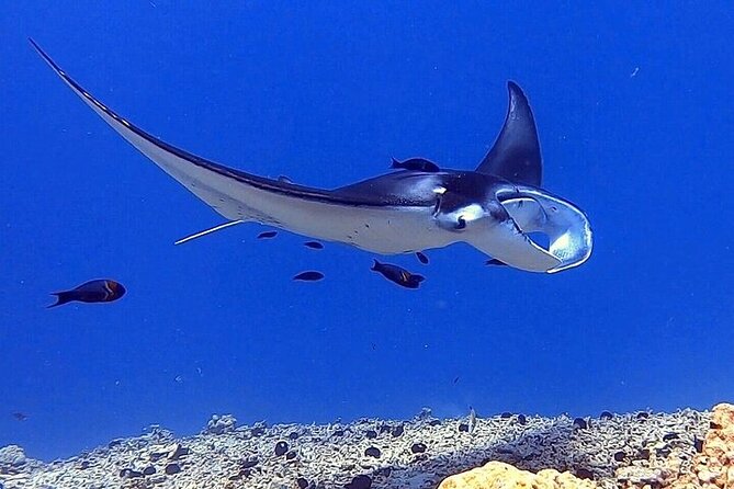 Manta Ray Night Snorkel Experience of a Lifetime - Watching the mantas feed