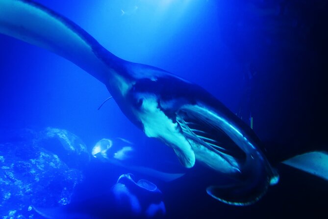 Manta Ray Night Snorkel Experience of a Lifetime - How much value do you get for $79.46?