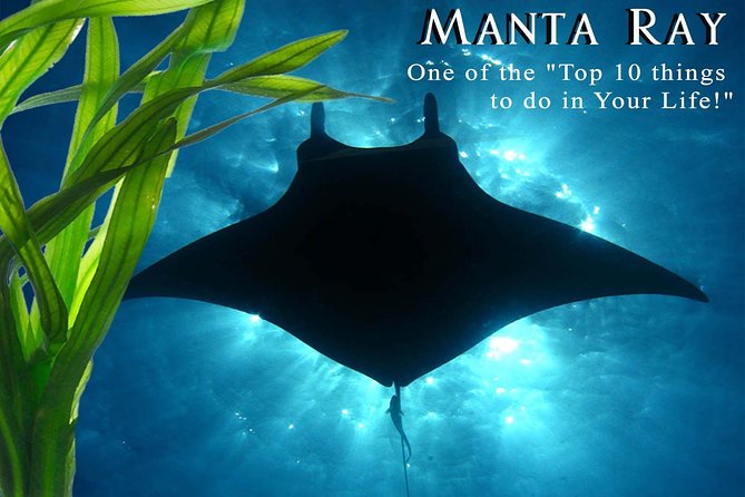 Manta Ray Night Snorkel from Kona — Small Group - Why Kona’s manta encounter is so special