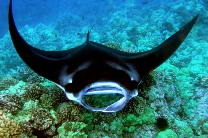Manta Ray Night Snorkel from Kona — Small Group - What happens at Garden Eel Cove and Manta Heaven